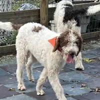 Barney, a male Labradoodle for sale in Summerfield, FL – Photo 3 of 10