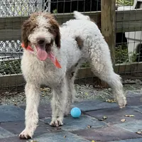 Barney, a male Labradoodle for sale in Summerfield, FL – Photo 1 of 10