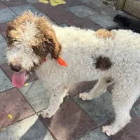 Barney, a male Labradoodle for sale in Summerfield, FL – Photo 10 of 10