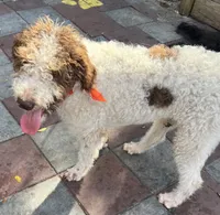 processed/13885354-b27e-4c54-b735-83ae5a3c2cb1/listing/034af0d4-fad5-496b-a49e-5b7f91380dc8/8098a115-85dc-45c6-a28a-386a6bba3df9