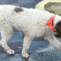 Barney, a male Labradoodle for sale in Summerfield, FL – Photo 5 of 10