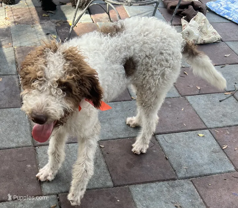 Barney – Labradoodle puppy for sale in Summerfield, FL