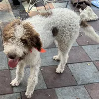 Barney, a male Labradoodle for sale in Summerfield, FL – Photo 9 of 10