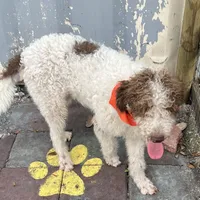 Barney, a male Labradoodle for sale in Summerfield, FL – Photo 6 of 10