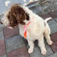 Barney, a male Labradoodle for sale in Summerfield, FL – Photo 4 of 10