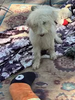 Cocoas Purple, a female Labradoodle for sale in Summerfield, FL – 4 of 10