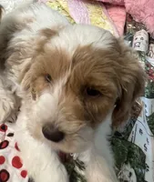 Willow yellow Collar MINI, a female Goldendoodle for sale in Summerfield, FL – 5 of 7