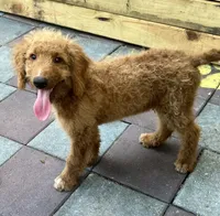 Gator mini/medium, a male Miniature Goldendoodle for sale in Summerfield, FL – 2 of 7