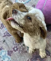 Daisys Red Collar Cream Parti boy Mini/ Medium Goldendoodle, a male Goldendoodle for sale in Summerfield, FL – 7 of 10