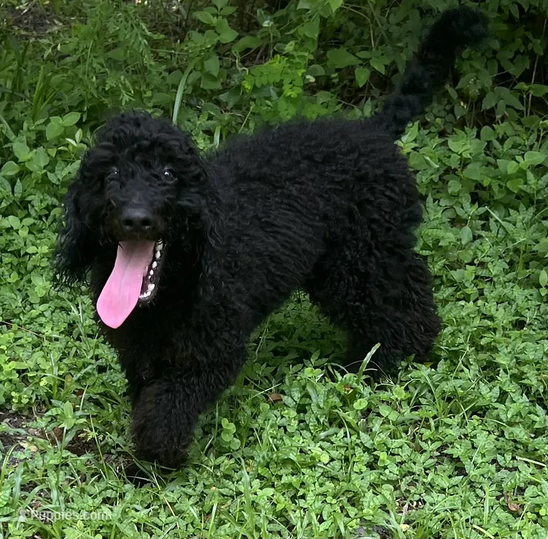 Yoda – Miniature Goldendoodle puppy for sale in Summerfield, FL
