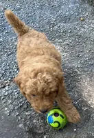 Amber Purple mini, a female Goldendoodle for sale in Summerfield, FL – 4 of 8