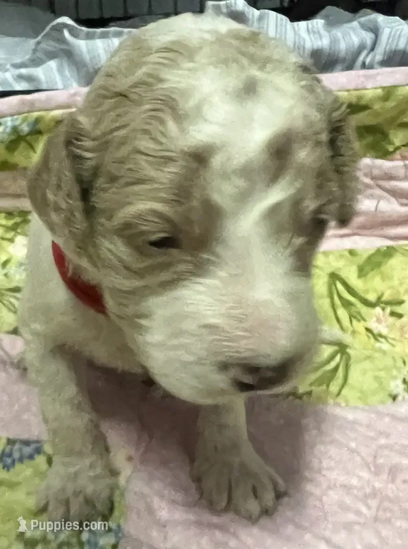 Daisys Red Collar Cream Parti boy Mini/ Medium Goldendoodle – Goldendoodle puppy for sale in Summerfield, FL