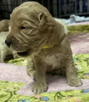 Daisys Blue Collar Cream boy Mini/ Medium Goldendoodle, a male Goldendoodle for sale in Summerfield, FL – 2 of 3