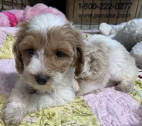 Willow yellow Collar MINI, a female Goldendoodle for sale in Summerfield, FL – 2 of 7