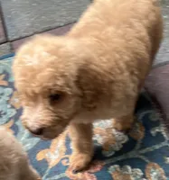 Aussies Orange Collar, a male Labradoodle for sale in Summerfield, FL – 7 of 7