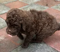 Aussies white collar, a female Labradoodle for sale in Summerfield, FL – 3 of 5
