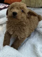 Ambers Blue, a male Goldendoodle for sale in Summerfield, FL – 5 of 6