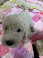 Aussies pink collar, a female Labradoodle for sale in Summerfield, FL – 3 of 5