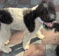 processed/13885354-b27e-4c54-b735-83ae5a3c2cb1/listing/157aa69a-7495-4f44-9c96-e8db05533d47/37e69103-484e-496a-a1b4-71930200ba6b