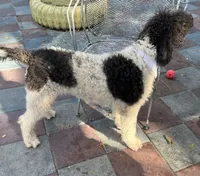 processed/13885354-b27e-4c54-b735-83ae5a3c2cb1/listing/157aa69a-7495-4f44-9c96-e8db05533d47/f8d32705-5cfe-4c20-a718-f00cf4be65d2