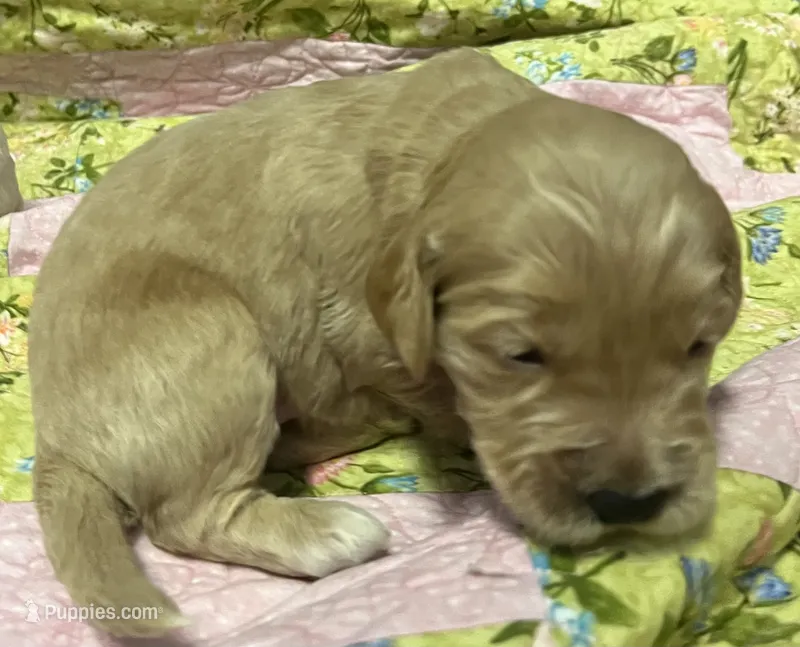 Daisys Yellow Collar Cream boy Mini/ Medium Goldendoodle – Goldendoodle puppy for sale in Summerfield, FL