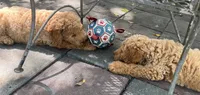 Daisys White Collar Cream boy Mini/ Medium Goldendoodle, a male Goldendoodle for sale in Summerfield, FL – 4 of 5