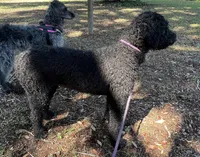 processed/13885354-b27e-4c54-b735-83ae5a3c2cb1/listing/165bb6ff-85c0-40d9-8e30-dbc00010ba79/c5f720c6-40fa-42c3-ba9c-49c65a10cdbb