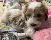 Willow yellow Collar MINI, a female Goldendoodle for sale in Summerfield, FL – 7 of 7