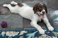 Mocha White Collar, a male Labradoodle for sale in Summerfield, FL – 6 of 8