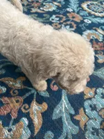 Aussies pink collar, a female Labradoodle for sale in Summerfield, FL – 4 of 5