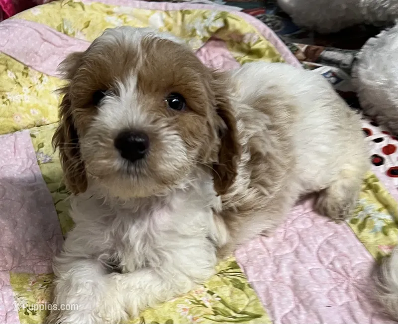Willow yellow Collar MINI – Goldendoodle puppy for sale in Summerfield, FL