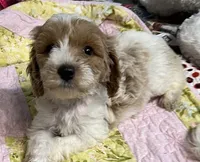 Willow yellow Collar MINI, a female Goldendoodle for sale in Summerfield, FL – 1 of 7