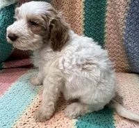 Willow Orange collar MINI, a female Goldendoodle for sale in Summerfield, FL – 7 of 8