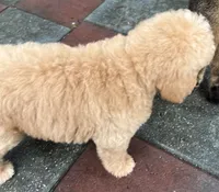 Aussies Orange Collar, a male Labradoodle for sale in Summerfield, FL – 4 of 7