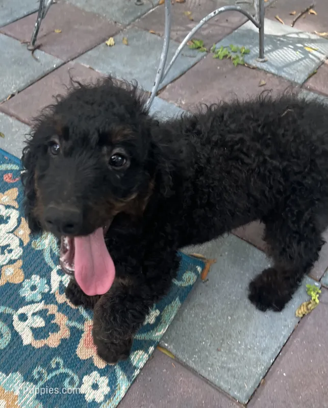Yoda – Miniature Goldendoodle puppy for sale in Summerfield, FL
