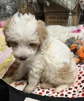Willow Blue collar MINI, a male Goldendoodle for sale in Summerfield, FL – 4 of 6