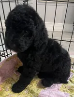Aussies yellow collar, a female Labradoodle for sale in Summerfield, FL – 3 of 7
