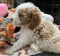 Willow Orange collar MINI, a female Goldendoodle for sale in Summerfield, FL – 8 of 8