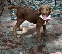 Joy, a female Labradoodle for sale in Summerfield, FL – 6 of 6