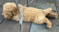 Daisys Orange collar mini Medium Goldendoodle Boy, a male Miniature Goldendoodle for sale in Summerfield, FL – 3 of 4