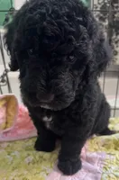 Aussies yellow collar, a female Labradoodle for sale in Summerfield, FL – 4 of 7