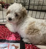 Willow Red collar MINI, a female Goldendoodle for sale in Summerfield, FL – 3 of 5