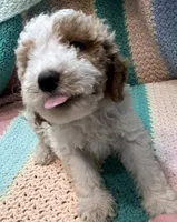 Willow Orange collar MINI, a female Goldendoodle for sale in Summerfield, FL – 2 of 8