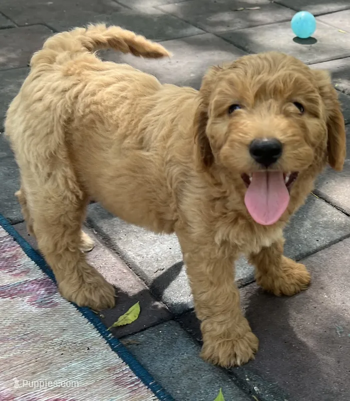 Daisys Purple Collar Cream Girl Mini/ Medium Goldendoodle – Goldendoodle puppy for sale in Summerfield, FL