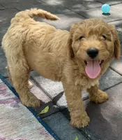 Daisys Purple Collar Cream Girl Mini/ Medium Goldendoodle, a female Goldendoodle for sale in Summerfield, FL – 1 of 9