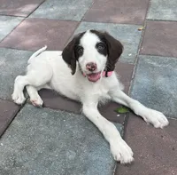 Mocha Purple Collar, a female Labradoodle for sale in Summerfield, FL – 1 of 8
