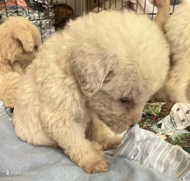 Cocoas Green Collar – Labradoodle puppy for sale in Summerfield, FL