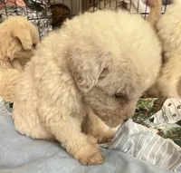 Cocoas Green Collar, a male Labradoodle for sale in Summerfield, FL – 1 of 4