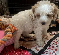 Willow Purple collar MINI, a female Goldendoodle for sale in Summerfield, FL – 5 of 8