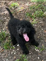 Yoda, a male Miniature Goldendoodle for sale in Summerfield, FL – 4 of 6